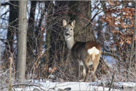 <p>SRNEC OBECNÝ (Capreolus capreolus) Šluknovsko - Harta /European roe deer - Reh/</p>